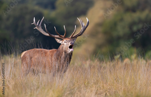 Fototapeta Naklejka Na Ścianę i Meble -  Red deer stag calling during rutting season in autumn