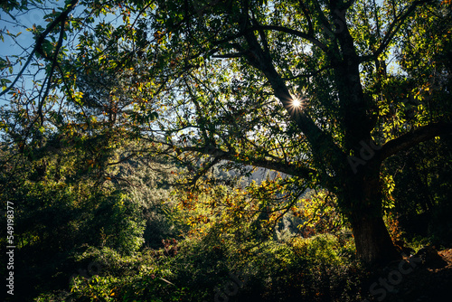 trees in the forest