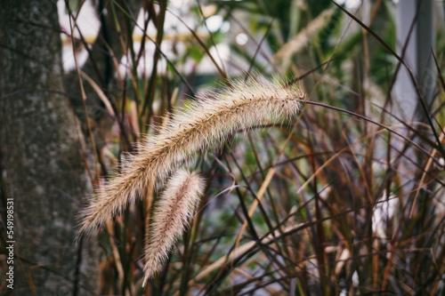 The beautiful Purple Fountain Grass or as known as Pennisetum setaceum that blooming in the backyard garden when fall for vintage ornament or background