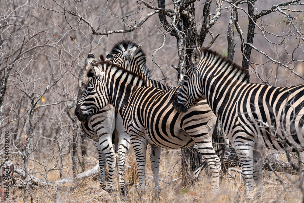 Obraz premium Zebras im Kruger Nationalpark in Afrika.