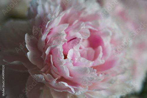 pink peony bud, partially out of focus, beautiful floral background