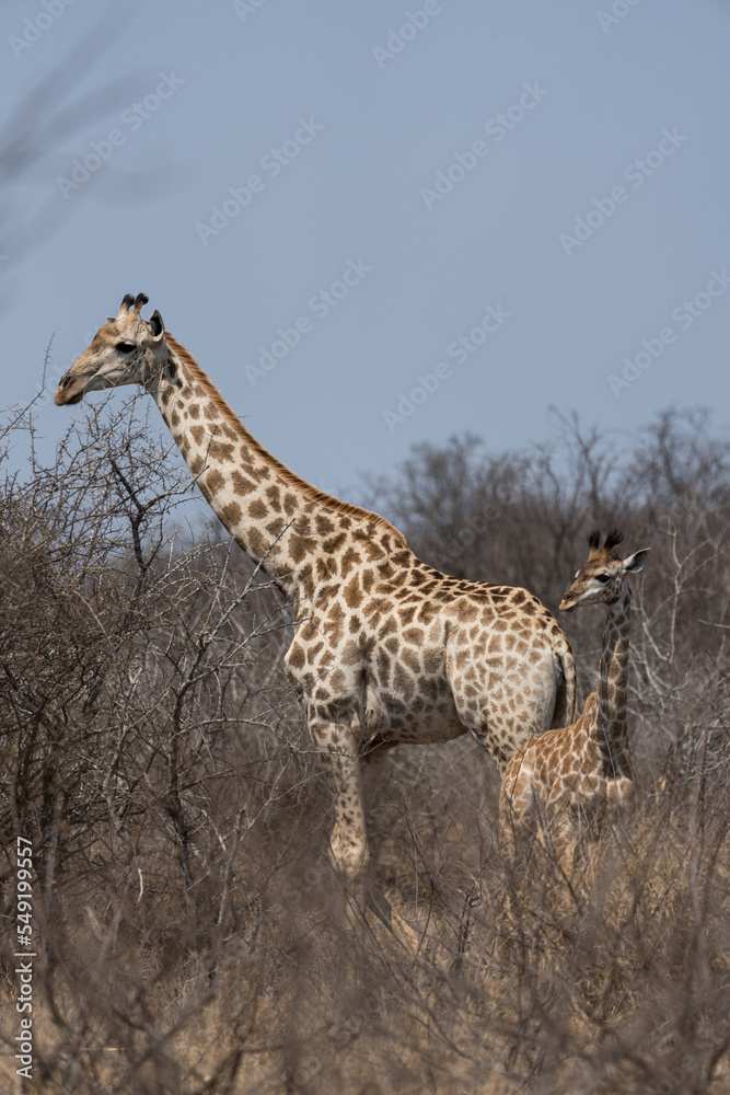 Giraffenfamilie in Südafrika im Kruger Nationalpark.