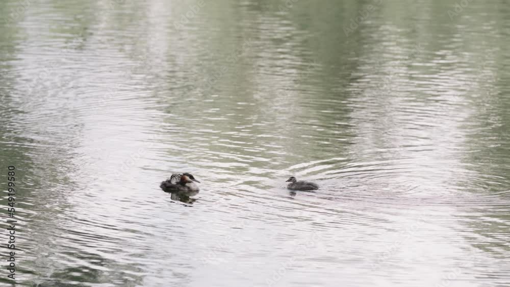 Slow motion Great Crested Grebe with chicks in a middle of a lake or pond Slow motion Great Crested Grebe with chicks in a middle of a lake or pond
