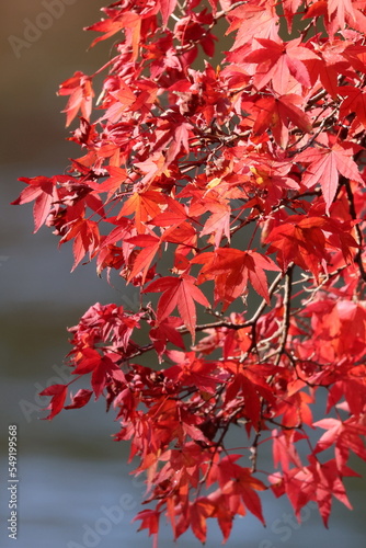 Wallpaper Mural 奈良公園の綺麗な紅葉 Torontodigital.ca