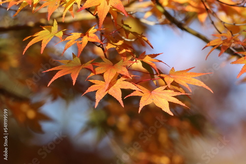 Wallpaper Mural 奈良公園の綺麗な紅葉 Torontodigital.ca