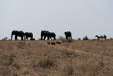 Elefantenherde und Warzenschweine in Südafrika im Kruger Nationalpark.
