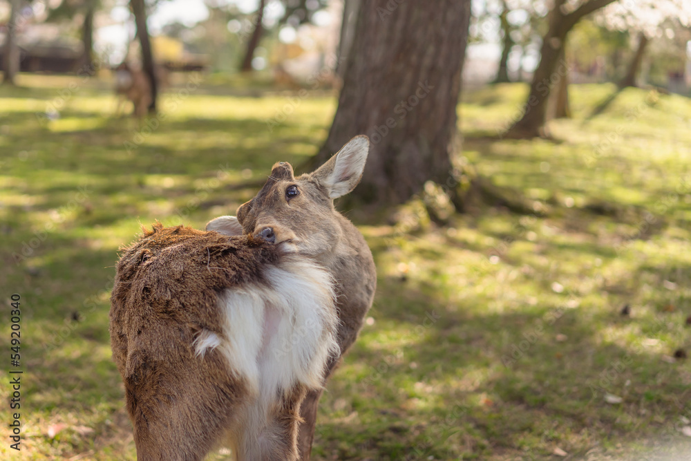 A deer scratch into his fur for cleaning in public park. A deer scratch into his fur for cleaning in public park.