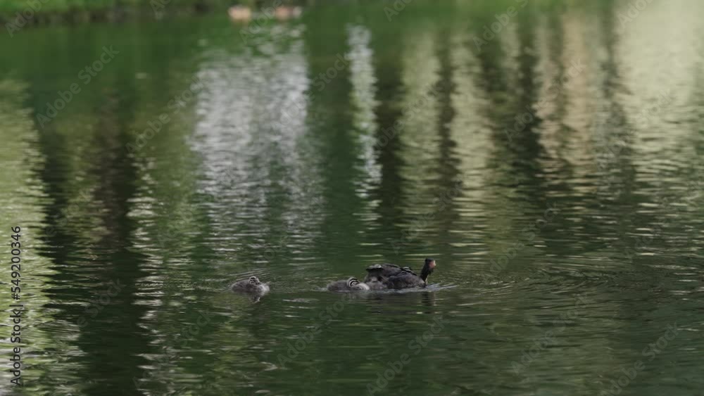 Slow motion Great Crested Grebe with chicks in a middle of a lake or pond Slow motion Great Crested Grebe with chicks in a middle of a lake or pond