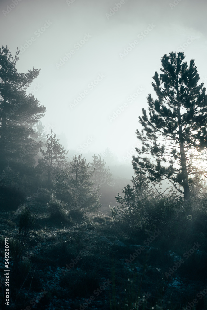 fog in the forest fog in the forest
