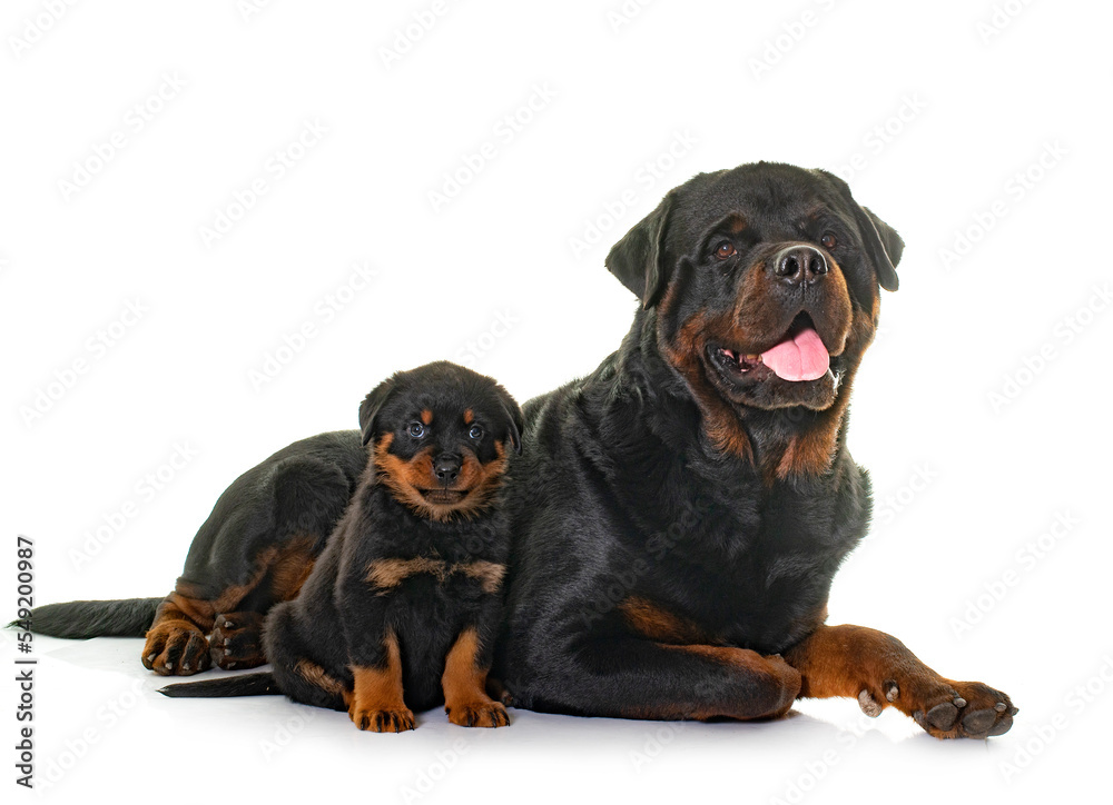 Fototapeta premium adult and puppy rottweiler