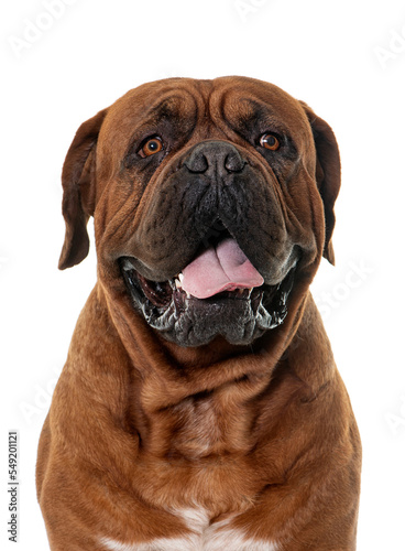 Dogue de Bordeaux