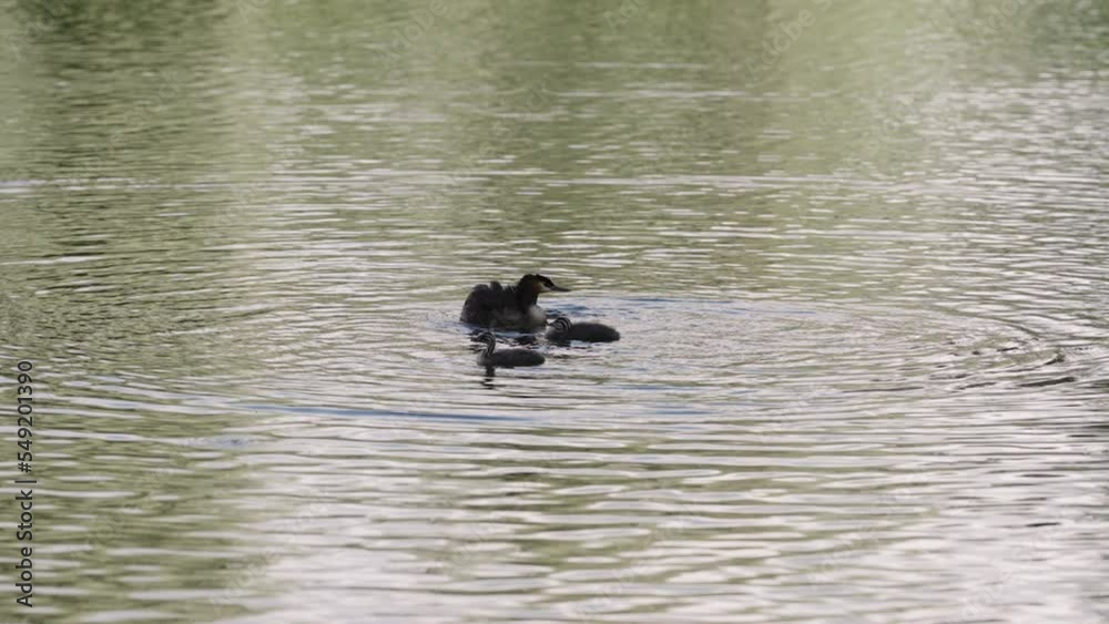 Slow motion Great Crested Grebe with chicks in a middle of a lake or pond Slow motion Great Crested Grebe with chicks in a middle of a lake or pond