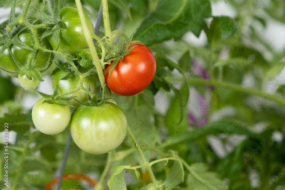 Growing tomatoes from seeds, step by step. Step 13 - ripe tomatoes
