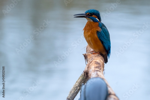 Kingfisher singing