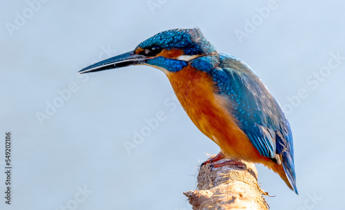 Kingfisher 
