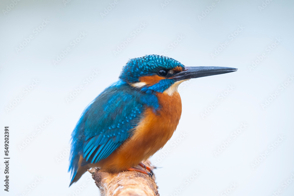 Obraz premium Kingfisher 