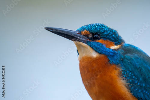 Kingfisher Head