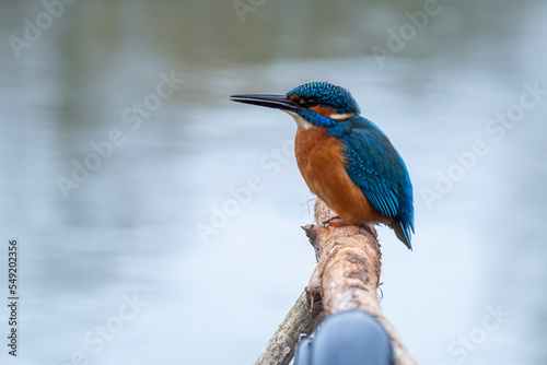 Kingfisher