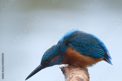 Kingfisher dive