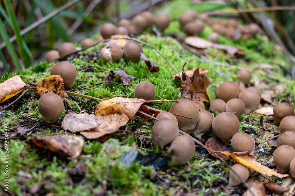 Puffball mushrooms and green moss on a fallen tree Puffball mushrooms and green moss on a fallen tree