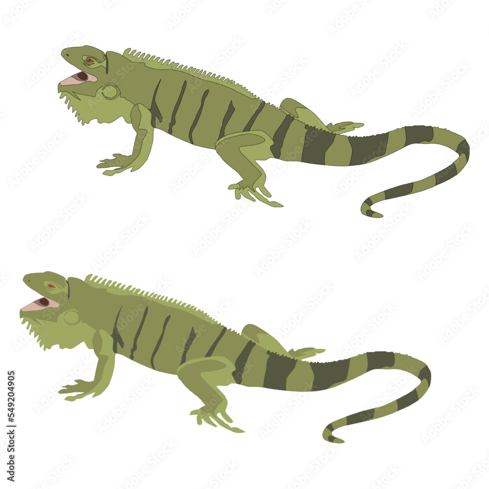 Fototapeta premium Vector beautiful green iguana closeup head on wood animal closeup white background