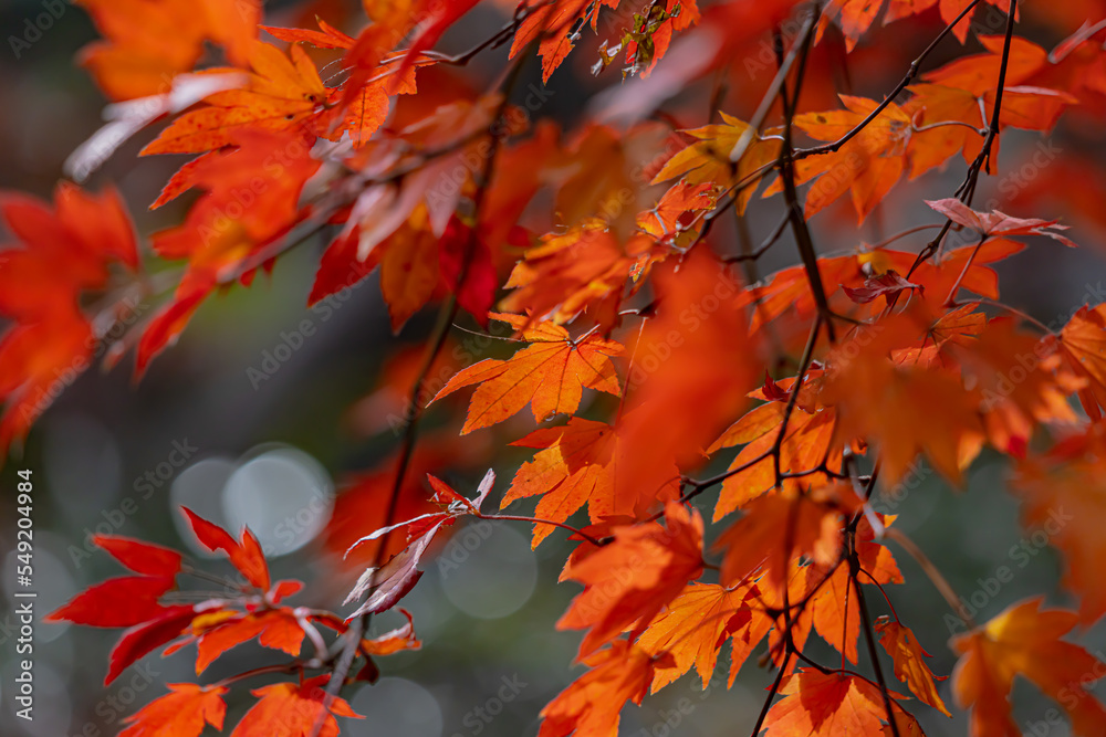 東京都/杉並/紅葉 東京都/杉並/紅葉