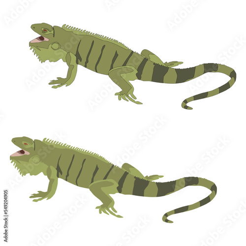 Vector beautiful green iguana closeup head on wood animal closeup white background