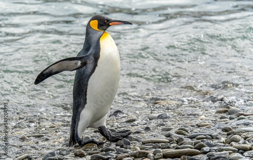 edler  nasser K  nigspinguin  APTENODYTES PATAGONICUS  kommt in S  d Georgien  mit Wassertropfen auf dem Gefieder  aus dem Meer