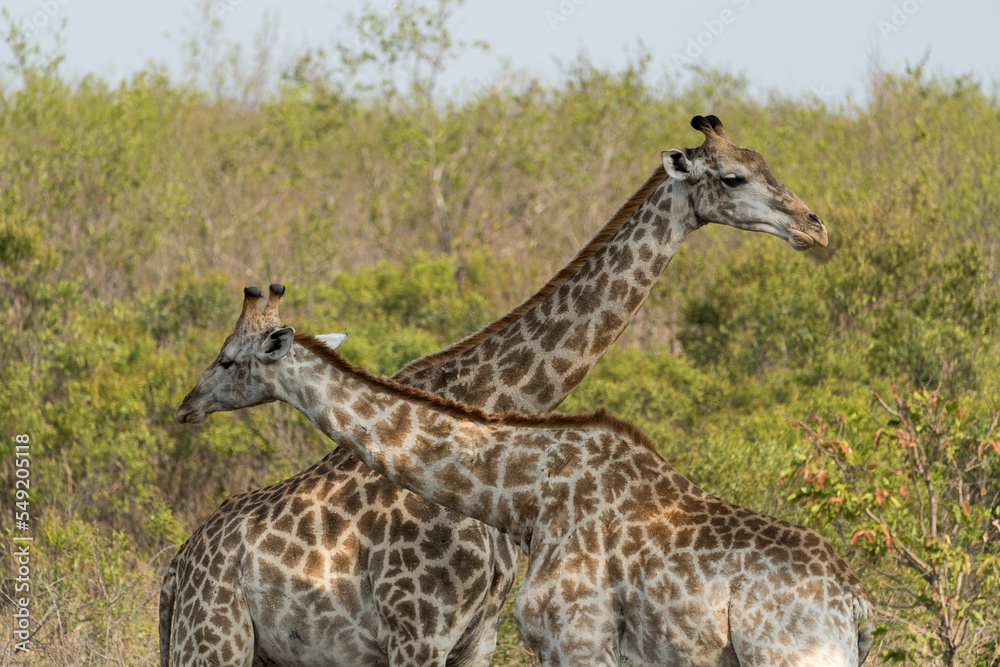 Obraz premium Giraffen auf einer Safari im Busch von Südafrika.