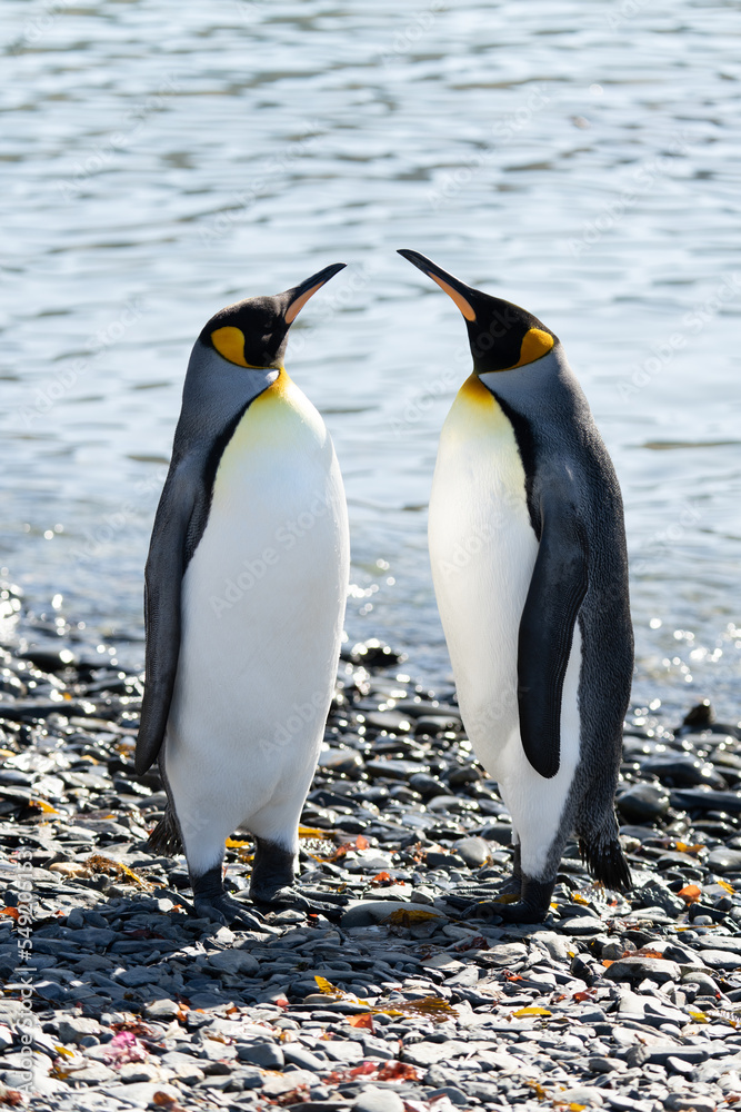 Fototapeta premium 2 Königspinguine (APTENODYTES PATAGONICUS) stehen sich am Strand direkt gegenüber und strecken Ihren Köpfe einander zugewandt in die Höhe
