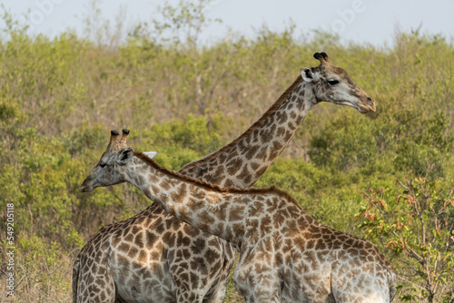 Giraffen auf einer Safari im Busch von S  dafrika.