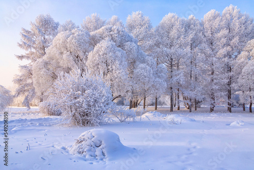 Winter landscape. Trees covered with fluffy white frost on a frosty sunny day.
