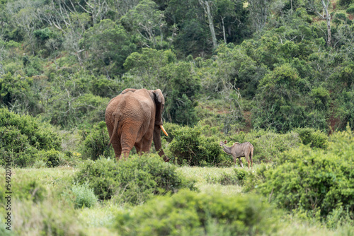 Elefant in der grünen Wildnis Afrikas.