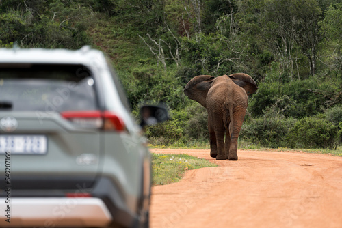 Straße mit Elefant im Addo Nationalpark in Südafrika. photo
