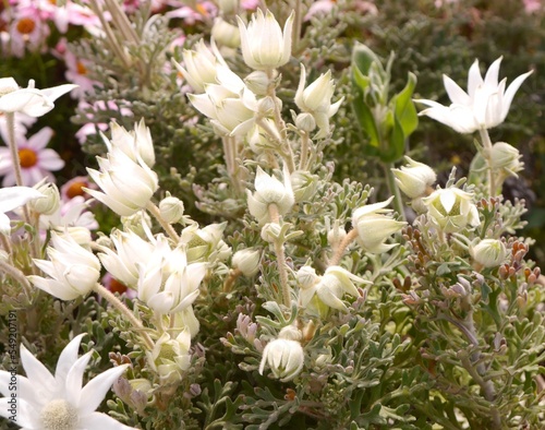white spring flowers