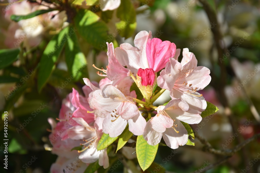 Rhododendron weiß-rosa