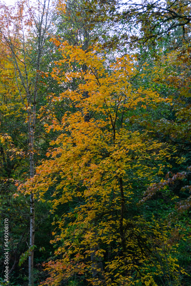 Beautiful autumn colors in the Seattle Arboretum