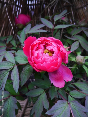 pink rose in garden
