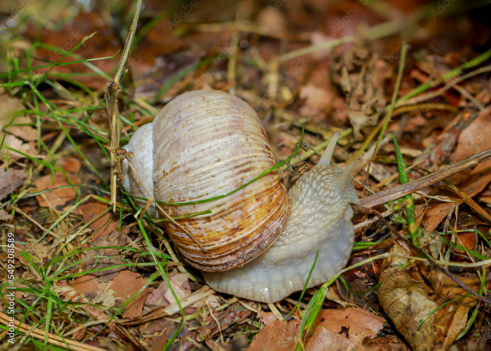 Eine Weinbergschnecke auf einer Wiese. Eine Weinbergschnecke auf einer Wiese.