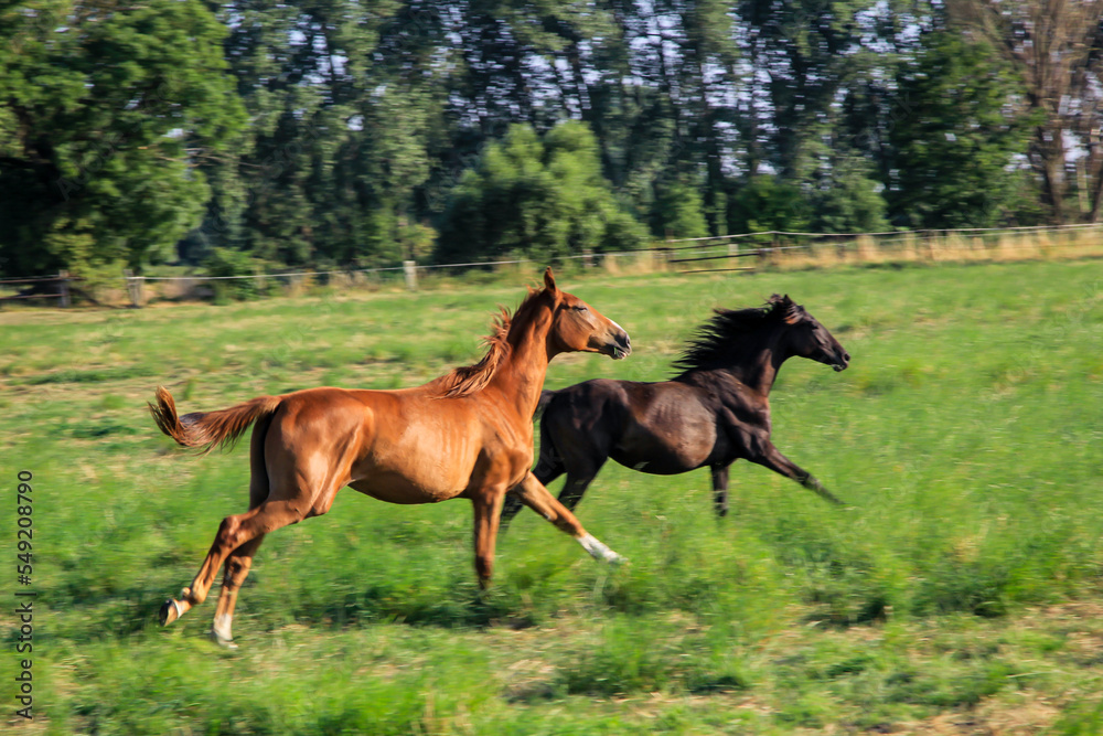 Ein Pferd, eine Herde Pferde grast auf einer Koppel.
Ein Pferd, eine Herde Pferde grast auf einer Koppel.