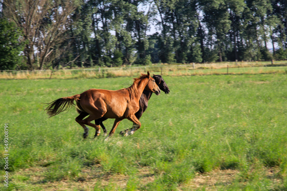 Ein Pferd, eine Herde Pferde grast auf einer Koppel.
Ein Pferd, eine Herde Pferde grast auf einer Koppel.