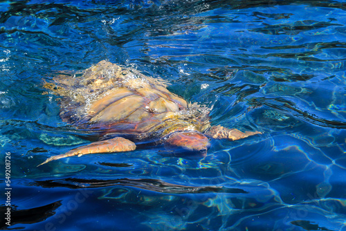 Eine Meeresschildkröte im Wasser, Portrait einer Meerwasserschildkröte.