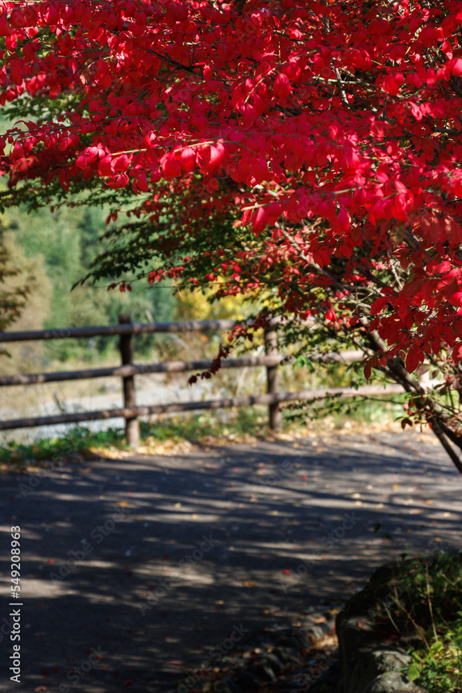 Naklejka premium 紅葉のトンネル