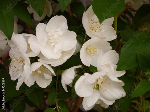white magnolia flowers