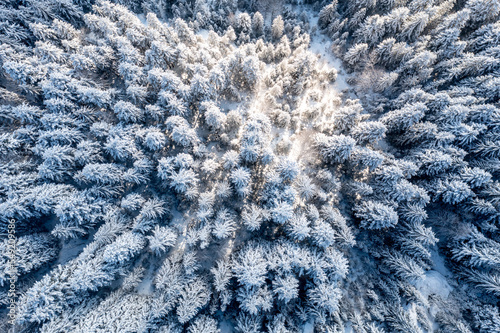 Carpathian, Romania, 2021-12-28. Aerial view of pine trees under the snow illuminated by the sun.