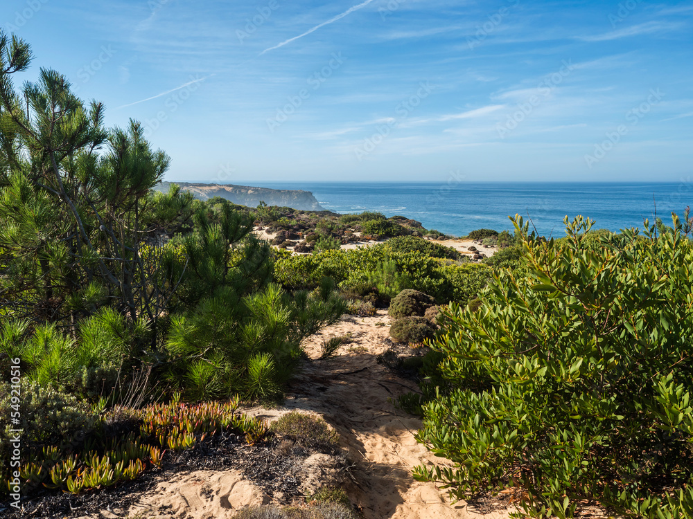 View of sea shore sand dunes covered by green vegetation with pine shrubs abd bushes at wild Rota Vicentina coast with ocean at sunny day, clear blue sky