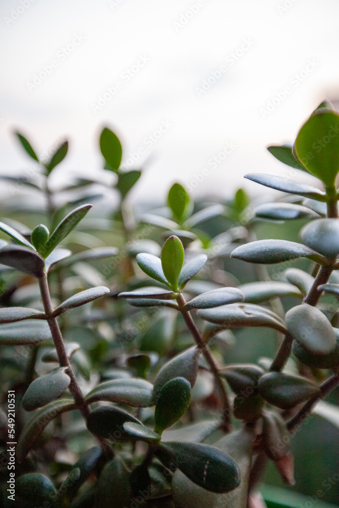 Crassula ovata plant, selected focus. Succulent plant of green leaves for publication, poster, calendar, post, screensaver, wallpaper, postcard, banner, cover, website. High quality photo Crassula ovata plant, selected focus. Succulent plant of green leaves for publication, poster, calendar, post, screensaver, wallpaper, postcard, banner, cover, website. High quality photo