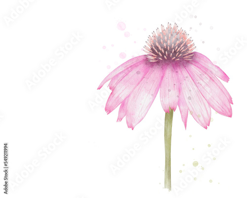 Echinacea, herbaceous flowering plant. Pink cone flower used in traditional medicine. Aquarelle, watercolor illustration with copy space, add your own text. Transparent background.