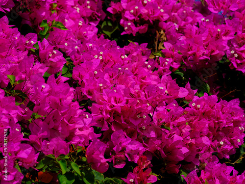 Fototapeta Naklejka Na Ścianę i Meble -  colorful flowers in spring