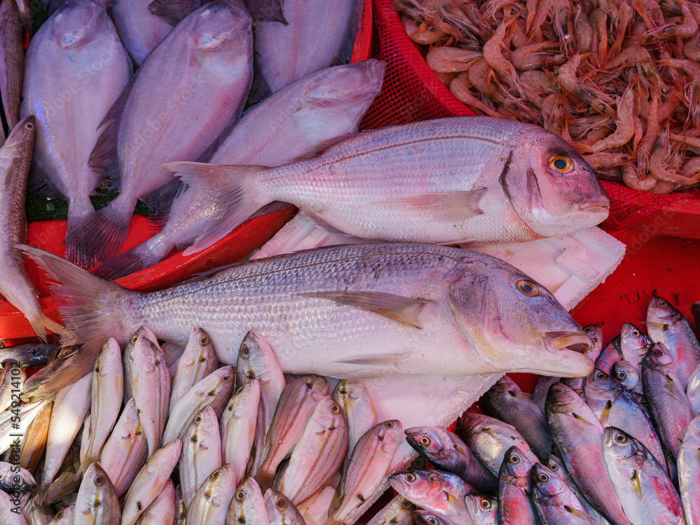 Fototapeta premium fresh fish in the market